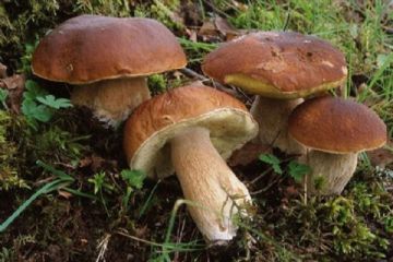 RACCOLTA FUNGHI ANNO 2020